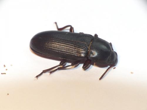Tenebrio molitor